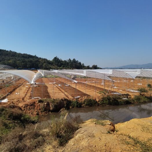 广州种植大棚 育苗大棚