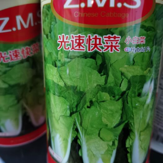 南阳快菜种子光速 优乐美2号 耐寒16号光速快菜