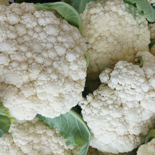 长沙花菜大量供应质量价格便宜