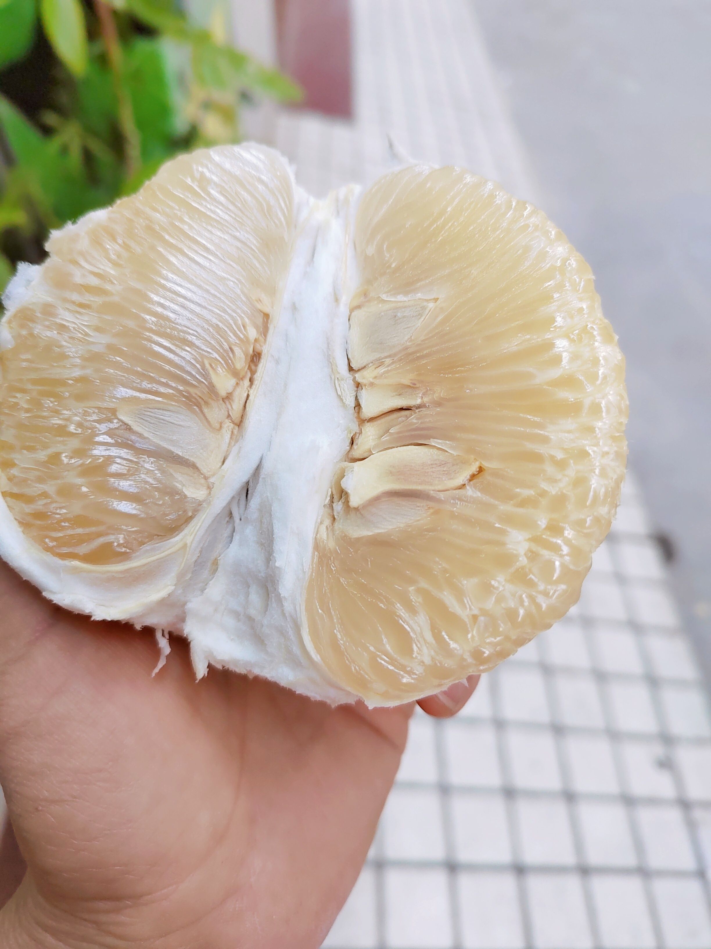  正在梅州沙田柚