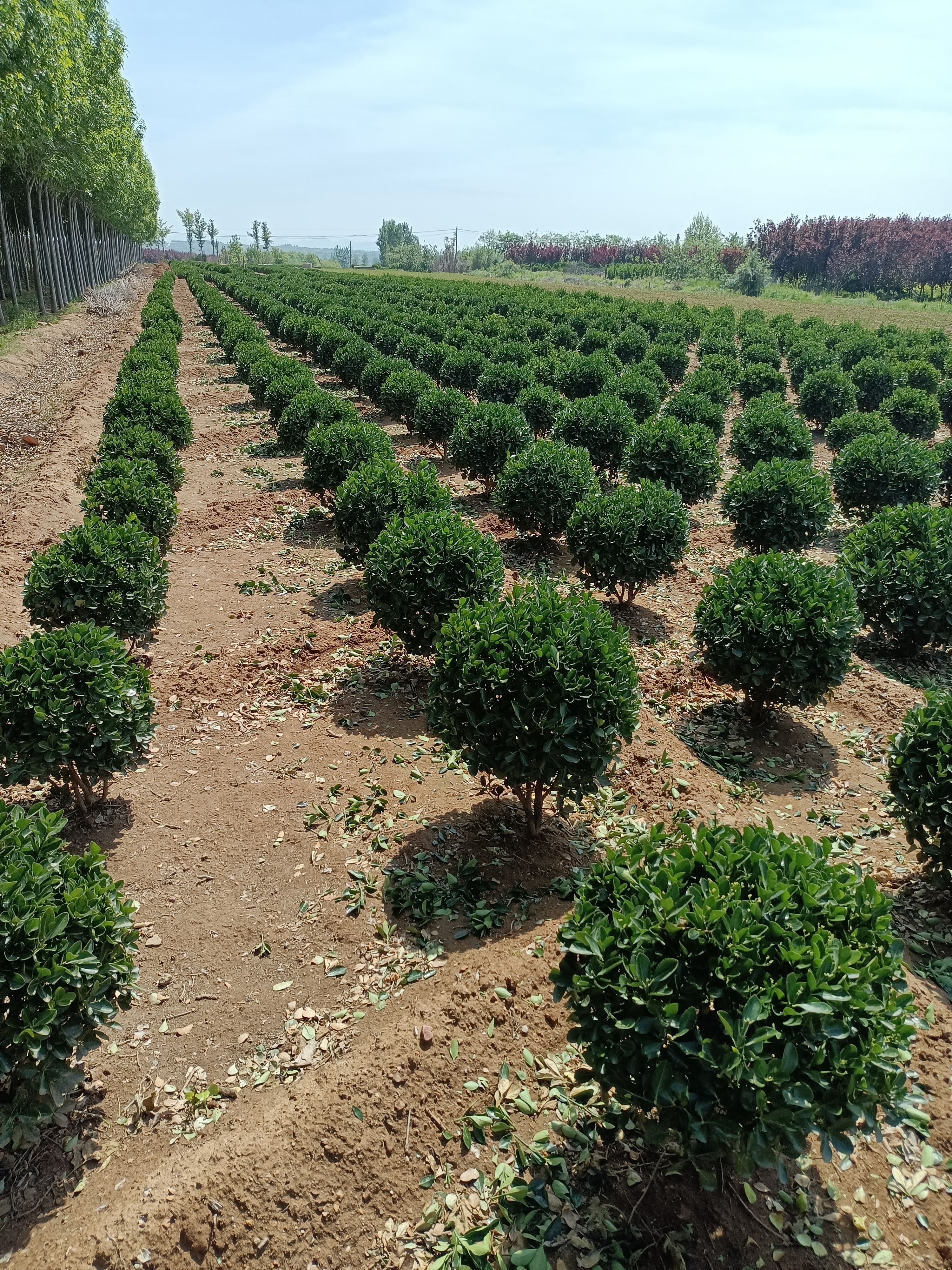 大叶黄杨球，各种规格，冠幅从5O到2米5，一级，二级球，量大