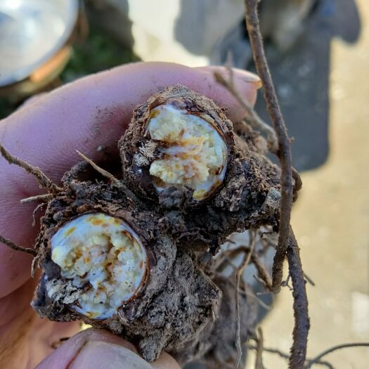 卢氏县北苍术  苍术鲜品