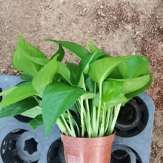 广州 90青叶绿萝