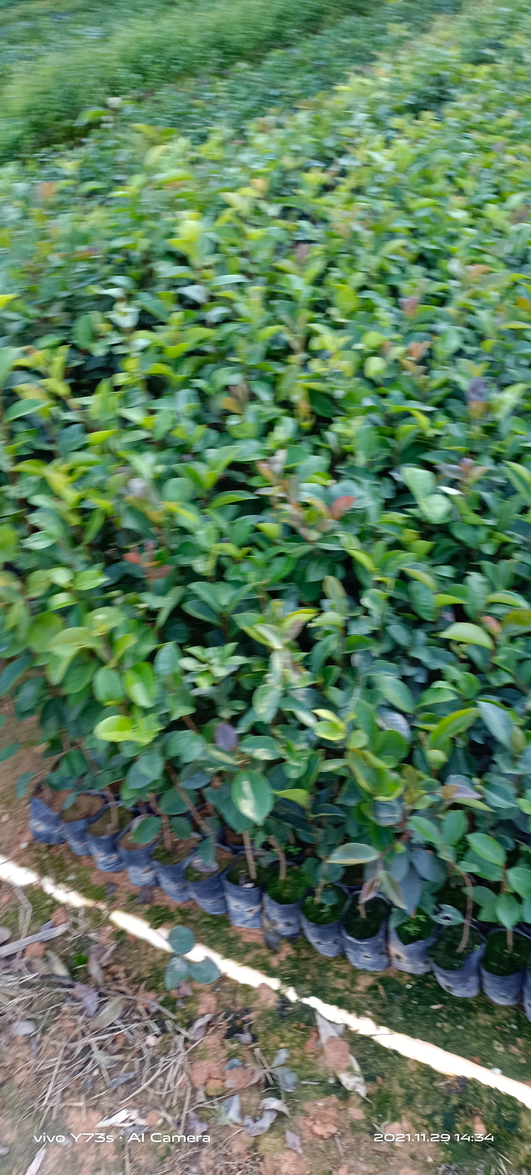 油茶树20-40公分高