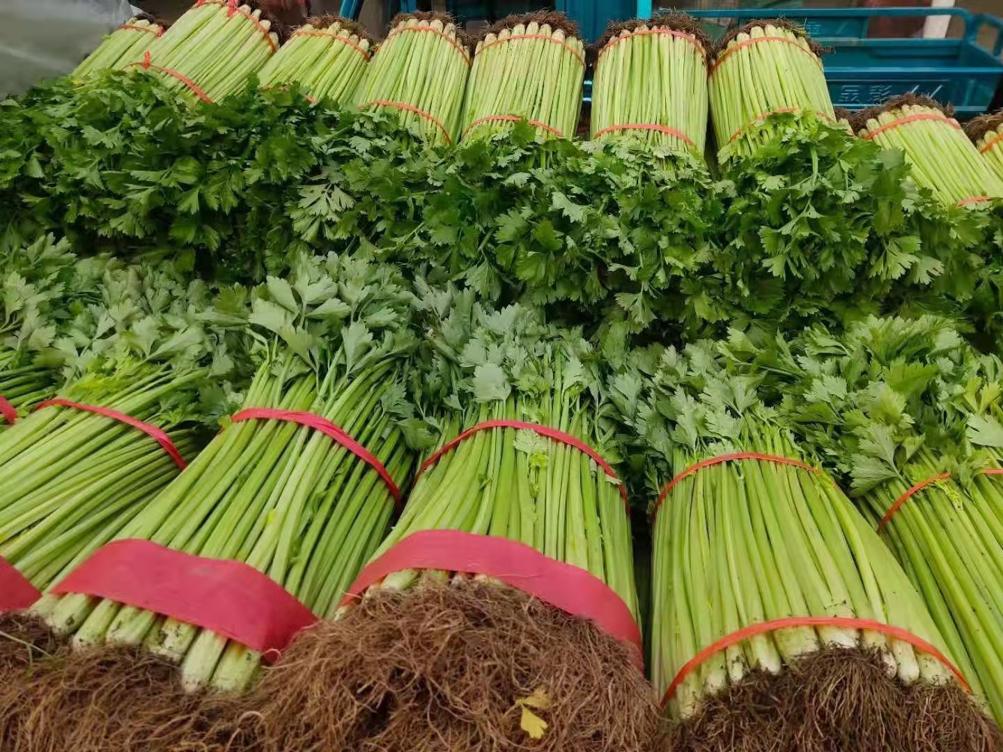 山東蘭陵小香芹菜，大量供應(yīng)產(chǎn)地直銷，保質(zhì)保量大量有貨價(jià)格不高