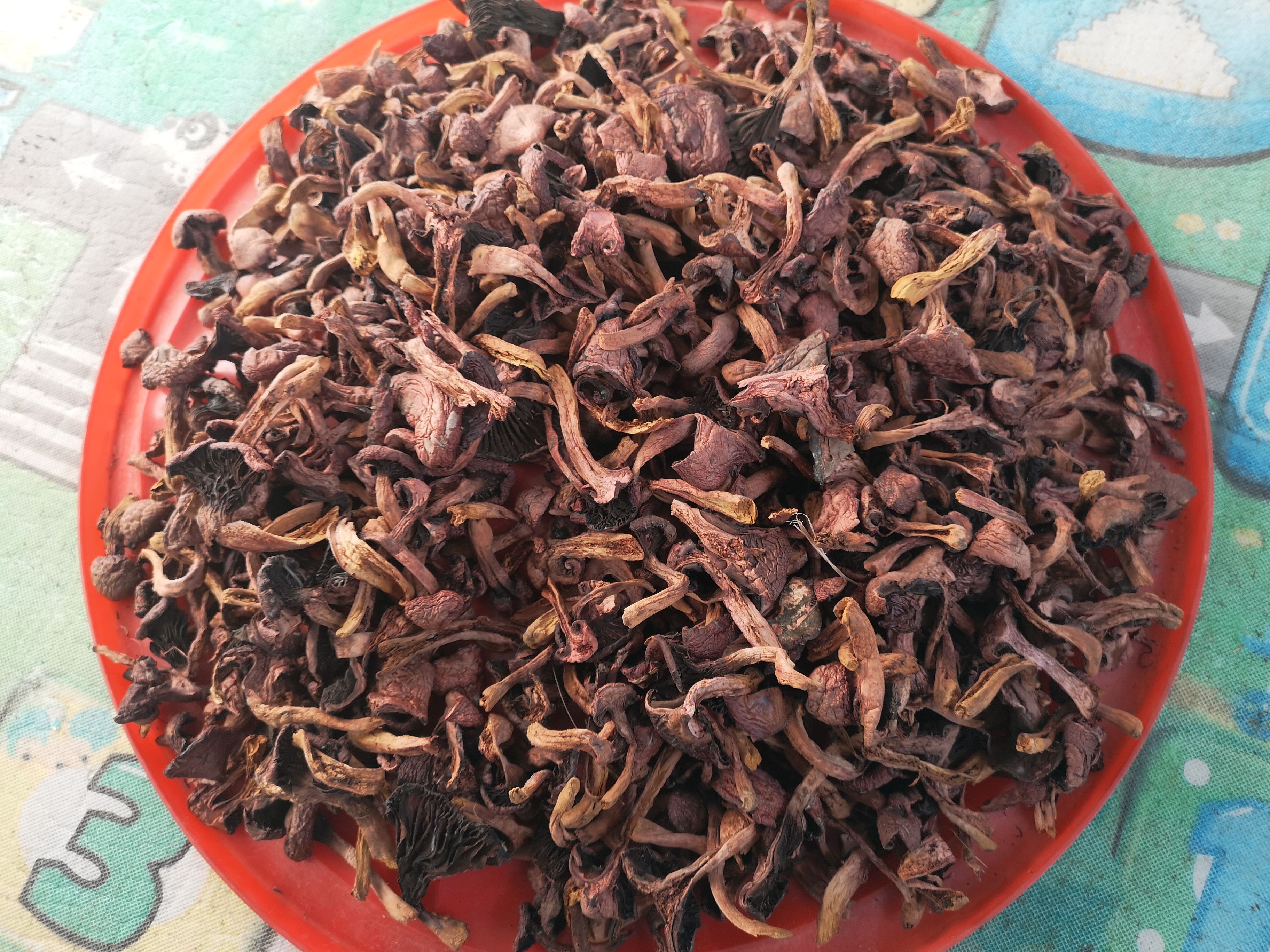 白参菌  纯野生松伞蘑菇