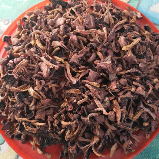 延吉市白参菌  纯野生松伞蘑菇