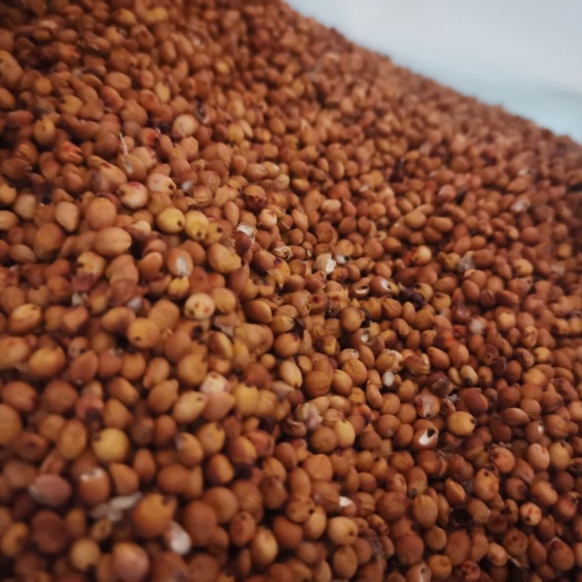 菏泽红高粱 红糯16