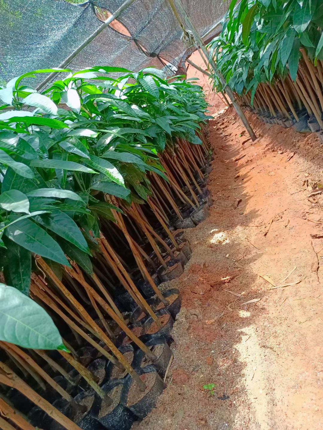 金煌芒果苗 当年种植当年结果，生吃清脆爽口，熟吃口感香甜