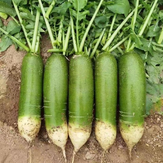 里外青萝卜水果萝卜，菜萝卜大量供应