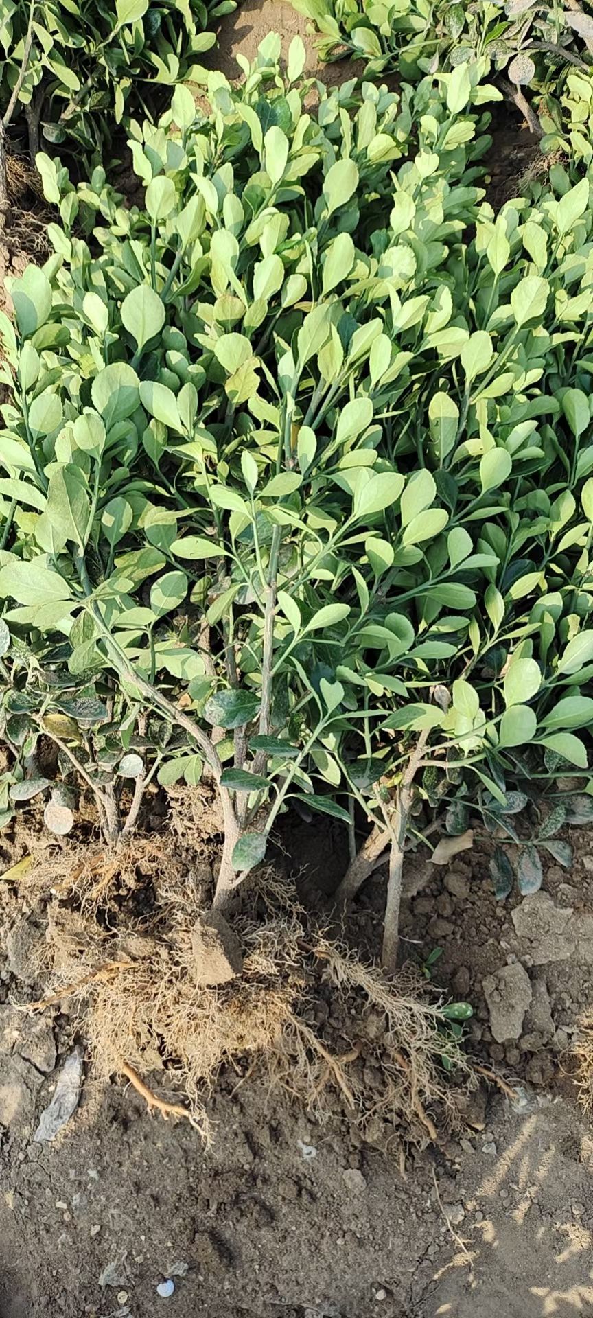  大叶黄杨苗，高度4O到I米2，冠幅25左右，土球包装或裸根