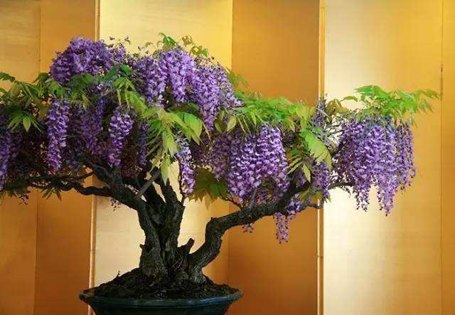 平邑县日本多花紫藤花苗树苗爬藤植物长穗攀援老桩庭院花苗盆