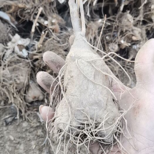 保定 白术母子