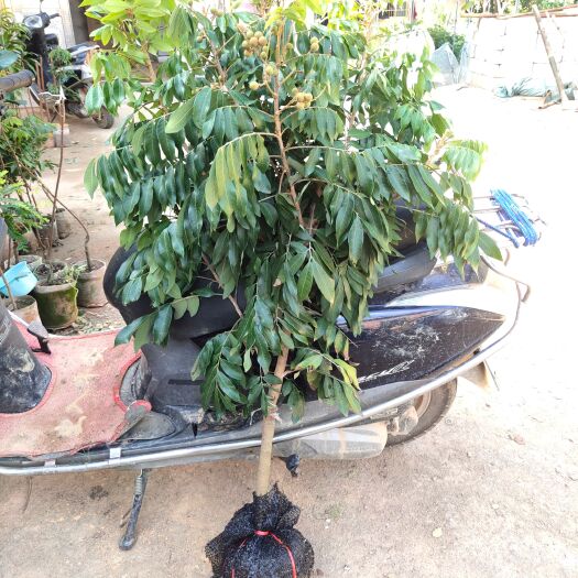 灵山县四季蜜龙眼苗  四季龙眼大苗，3－5公分头径 当年开花结果