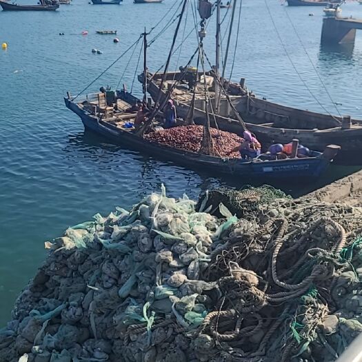 长海县栉孔扇贝  扇贝丁。海湾贝。栉孔贝。单冻扇贝丁