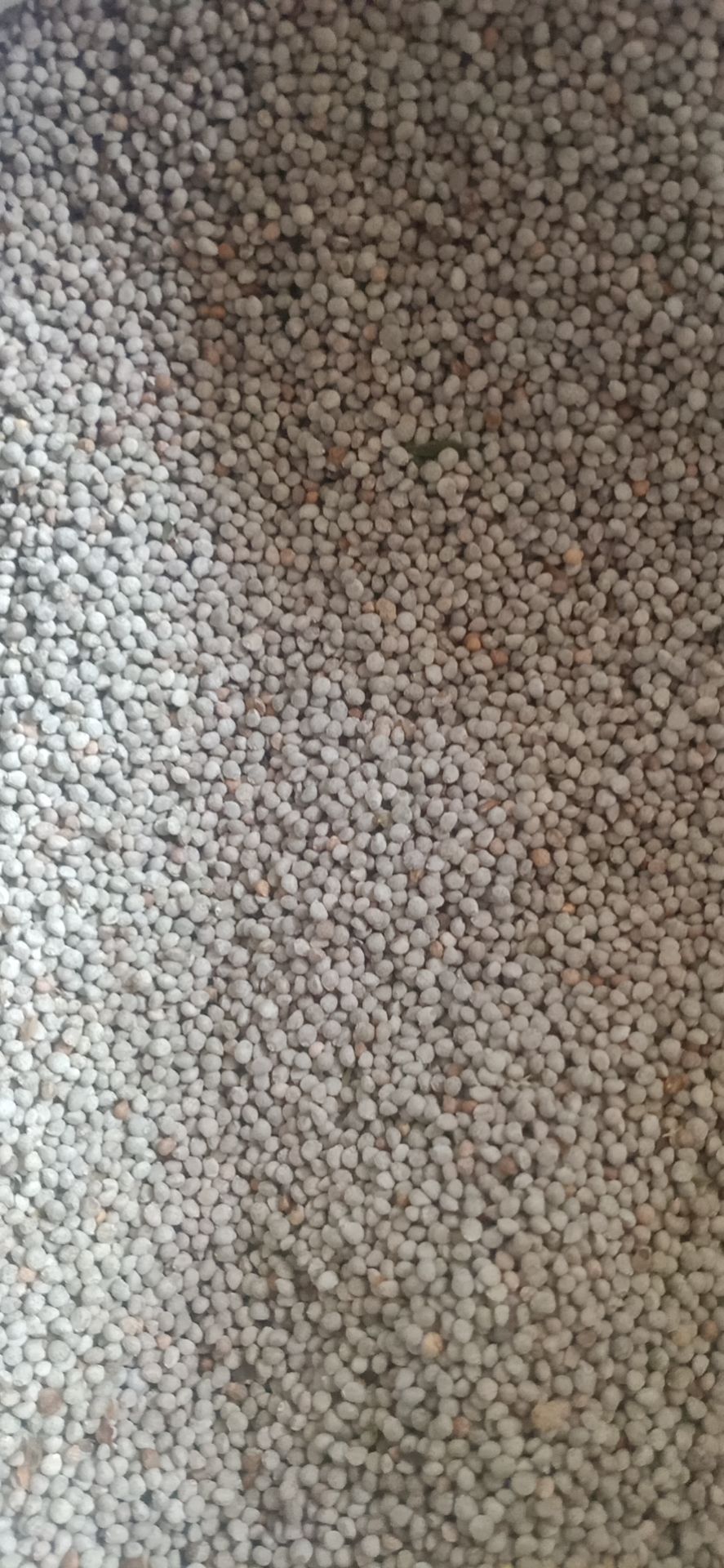 大粒白苏子