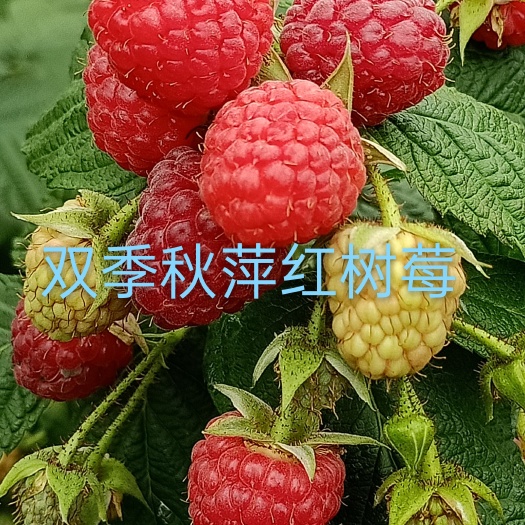 白山红树莓苗，栽植红树莓苗前景广阔，现在栽苗明年挂果，产量高。