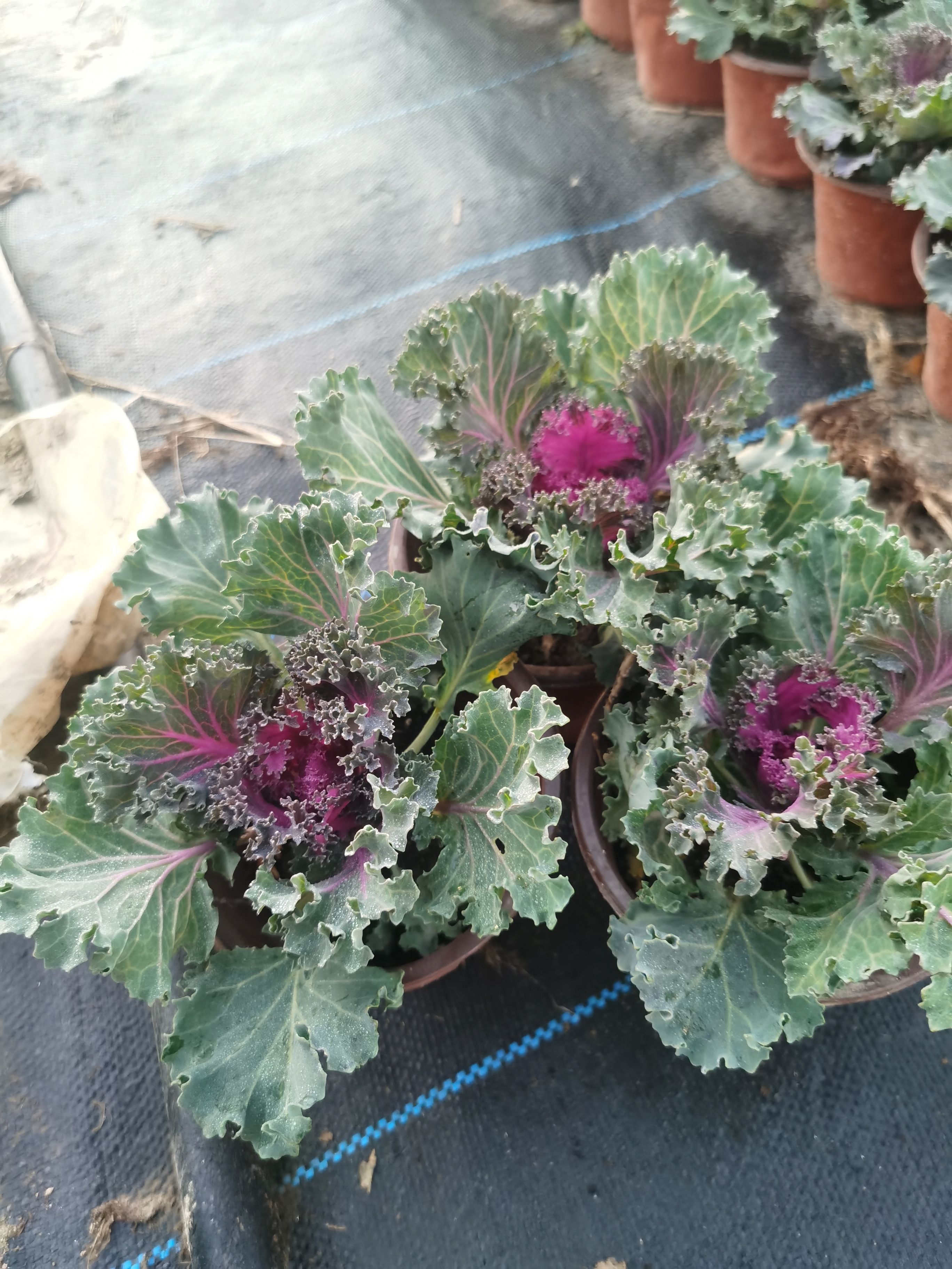 羽衣甘蓝  驺叶橄榄