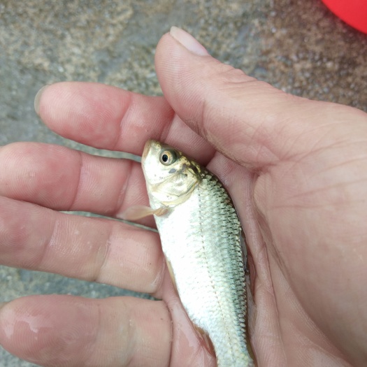 剑河县鲤鱼苗，草鱼苗等 本鱼场出售各类优质大小规格鱼苗价格可协商
