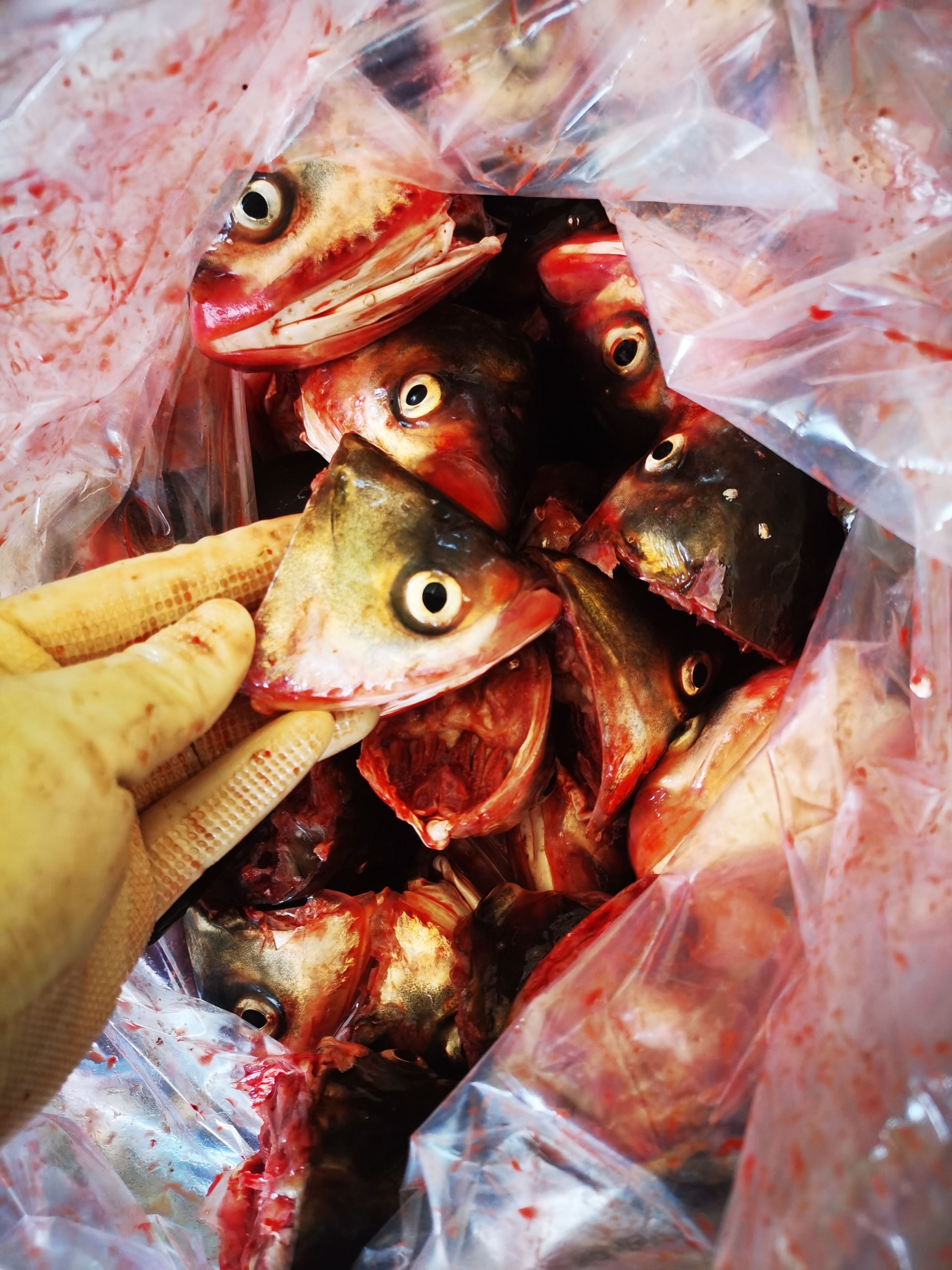 白鲢鱼嘴，鱼头酒店市场超市直供。