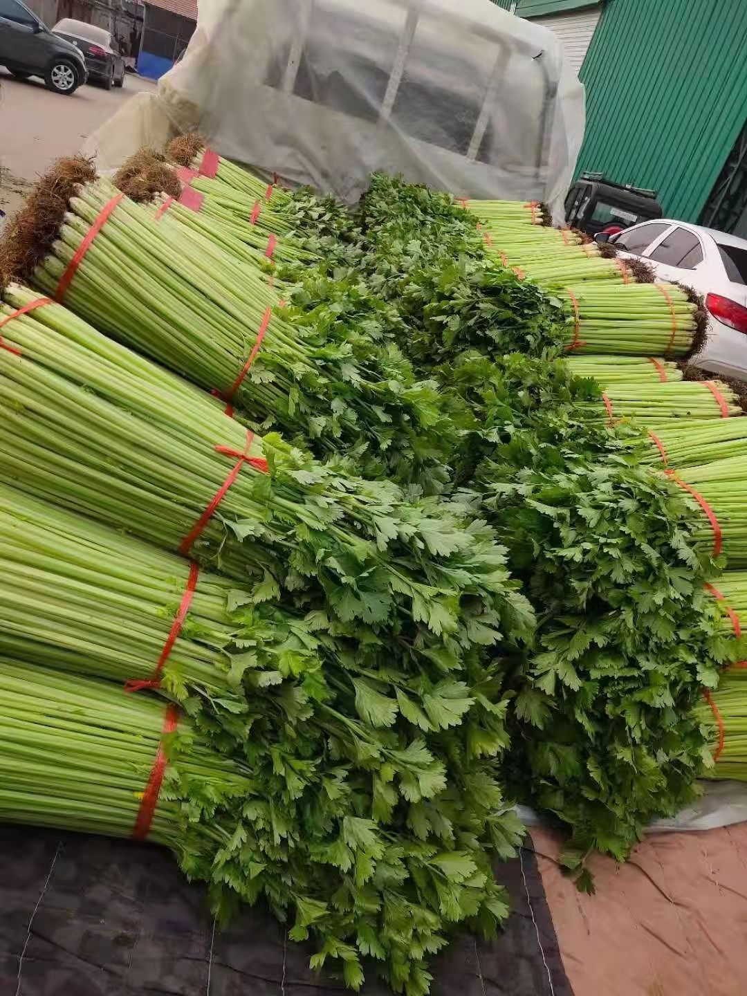 山東蘭陵小香芹菜，大量供應(yīng)產(chǎn)地直銷，保質(zhì)保量大量有貨價(jià)格不高