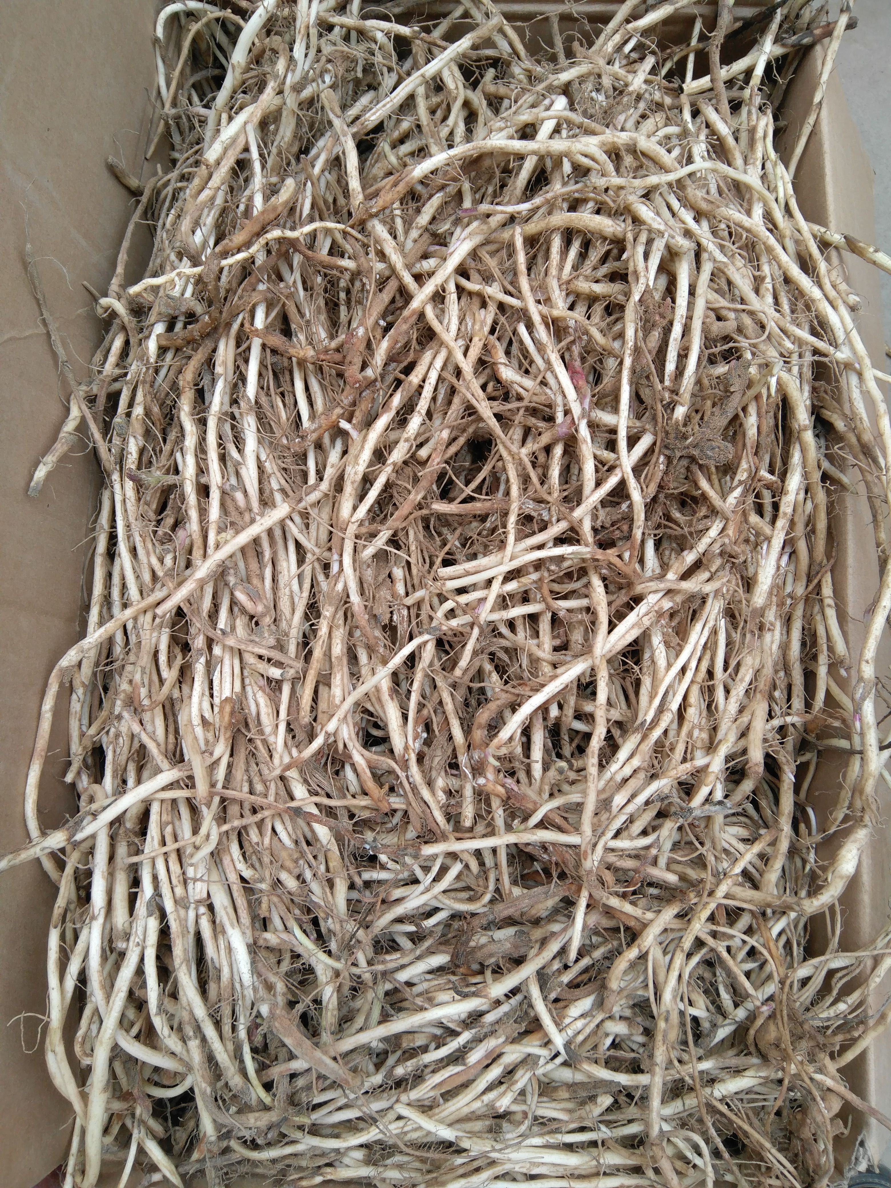 款冬花种根种苗哪里有卖？河南种植基地直销价格
