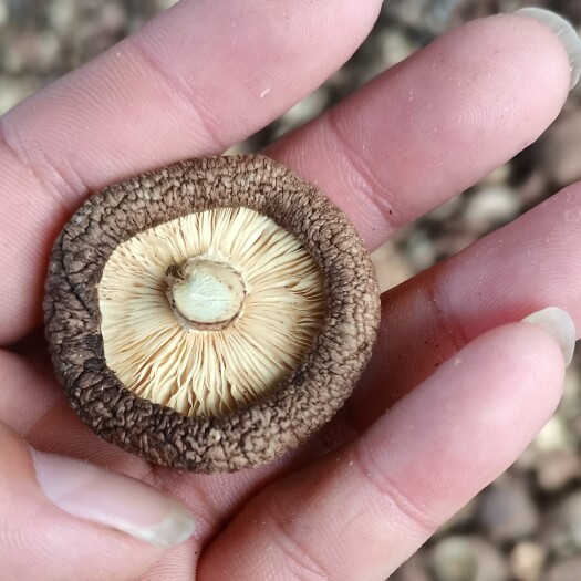泌阳县泌阳干香菇批发价  量大质优 产地直供  各种品质各种规格