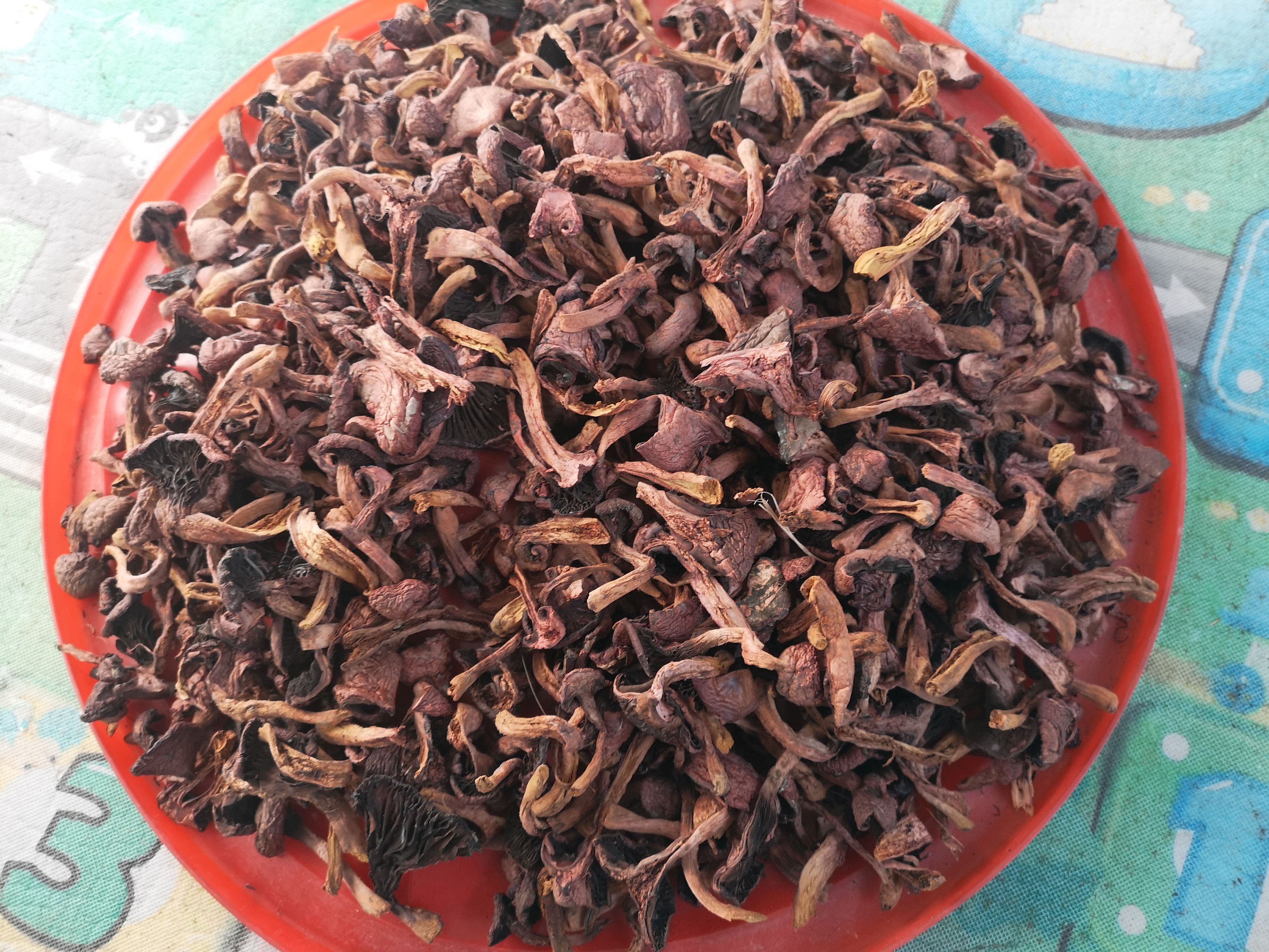 白参菌  纯野生松伞蘑菇