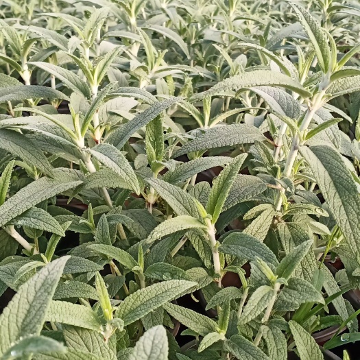 嘉善县 墨西哥鼠尾草
