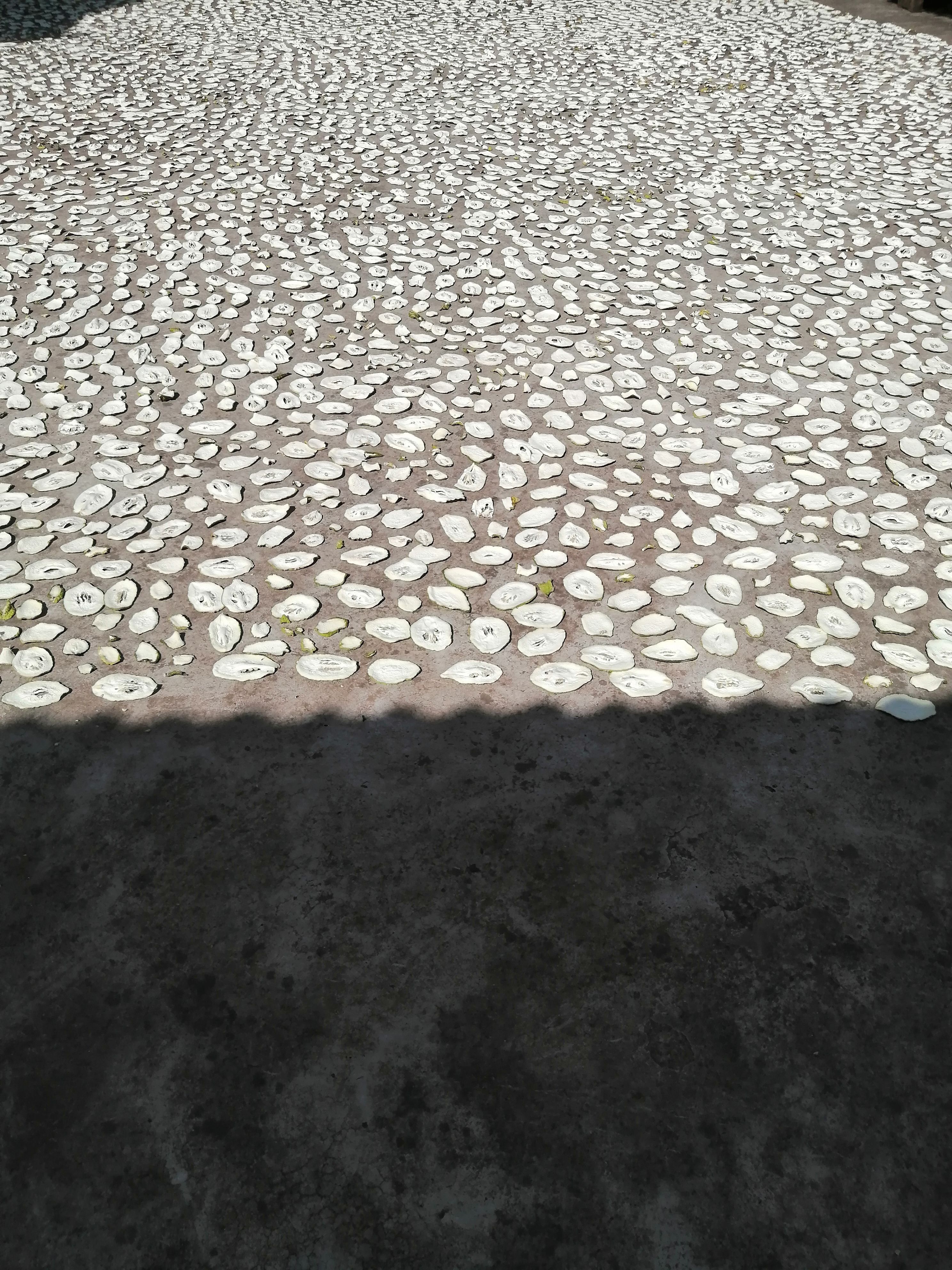 香橼 