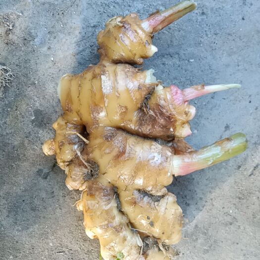 连南县 山姜