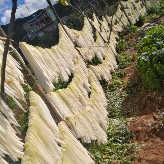 富民县青萝卜 高山甜脆风干萝卜条