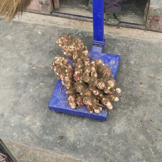 天峨县肉姜 生姜现货，开价就卖。