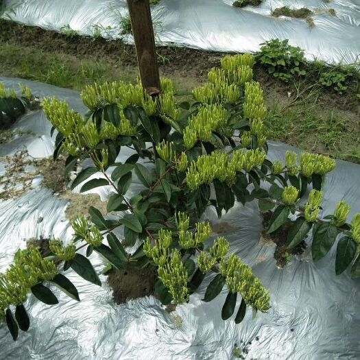 湘蕾5号金银花苗基地直供货源充足规格齐全欢迎咨询【顺丰包邮】
