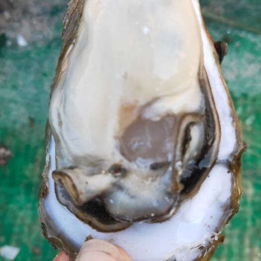 遂溪县生蚝  北潭薄壳仔