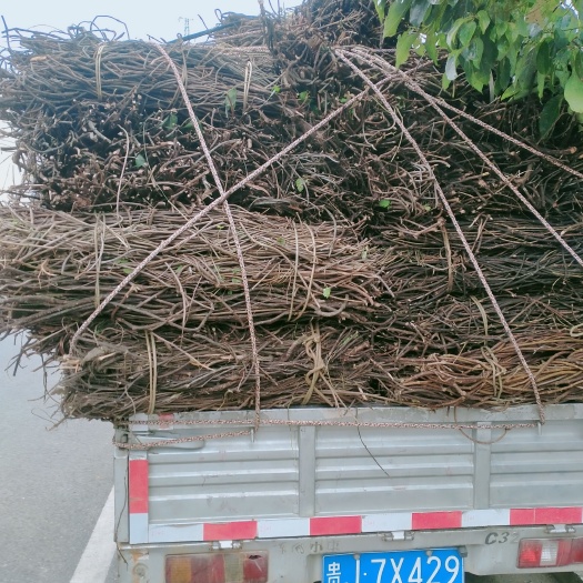 罗甸县夜交藤 