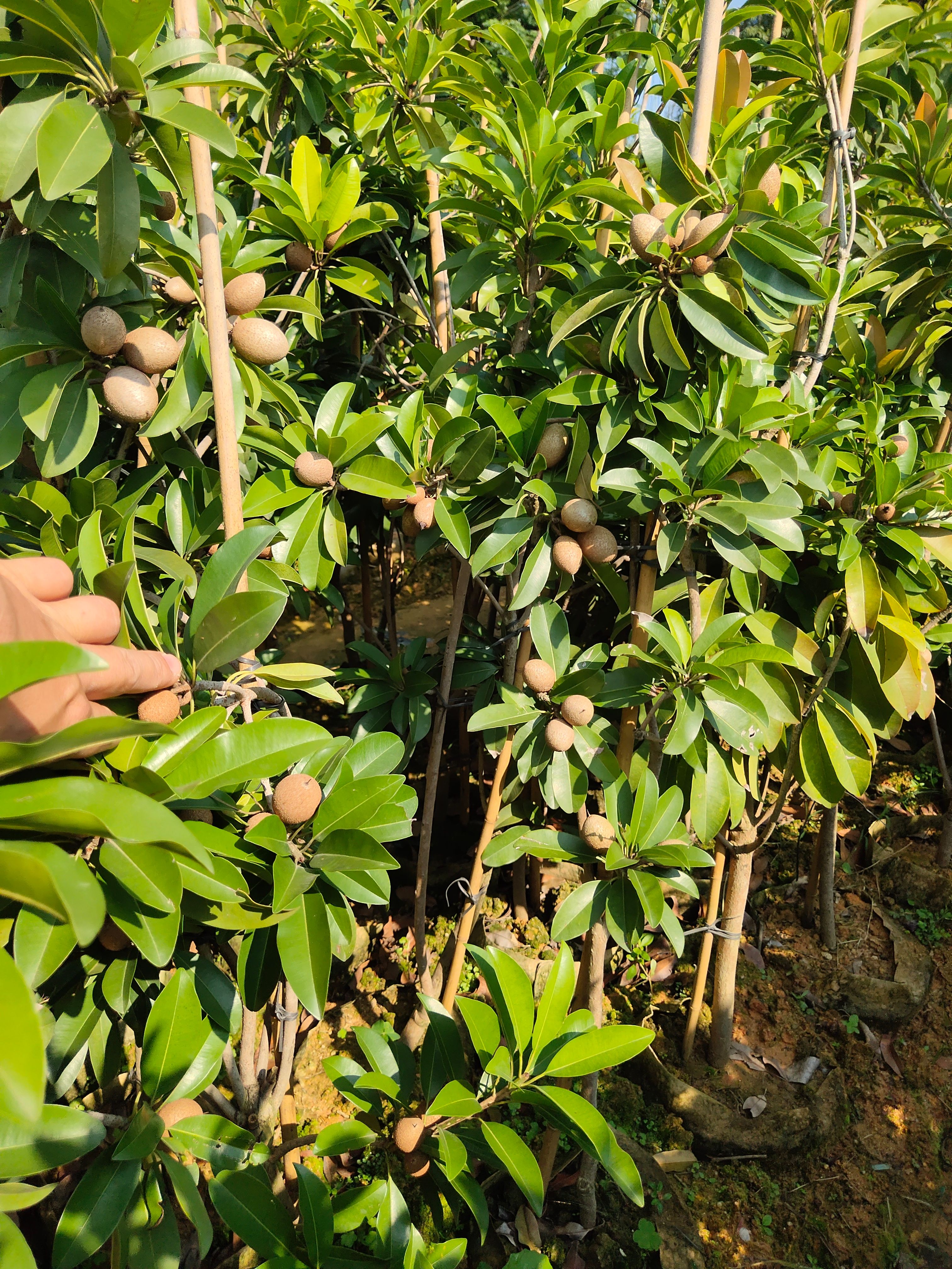 人心果树苗 带果的人心果大苗 带杯土发 四季结果