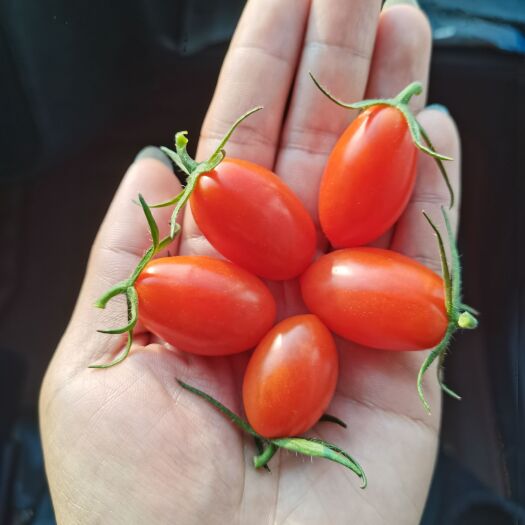 寿光市千禧圣女果 花生圣女果