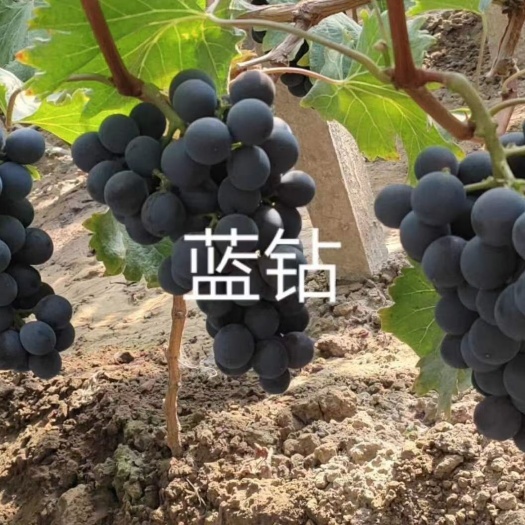 昌黎县蓝钻早熟品种葡萄苗基地直销