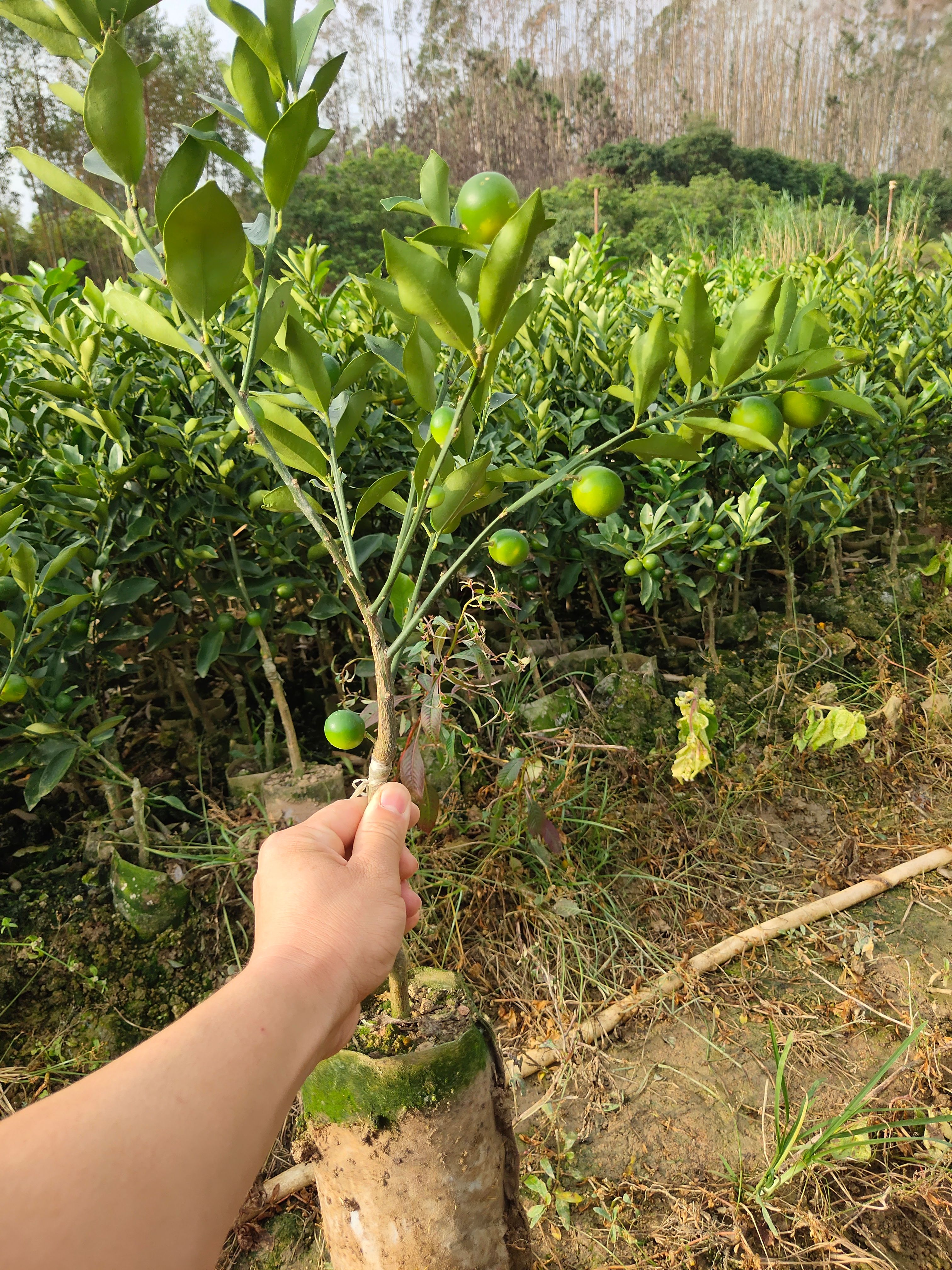 灵山县融安脆皮金桔苗 纯甜无酸 带杯土发 当年结果
