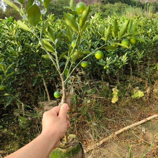 灵山县融安脆皮金桔苗 纯甜无酸 带杯土发 当年结果