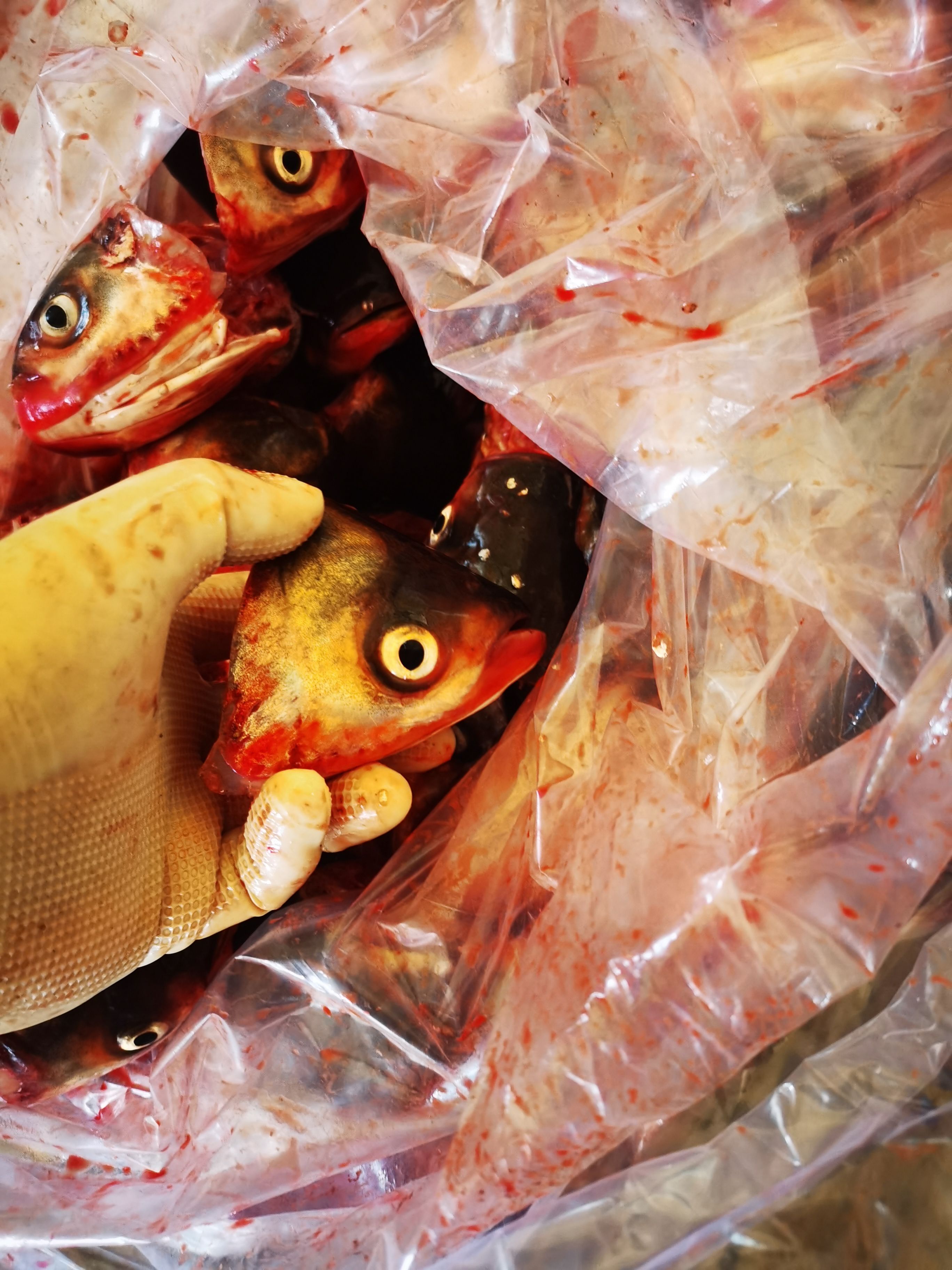 白鲢鱼嘴，鱼头酒店市场超市直供。