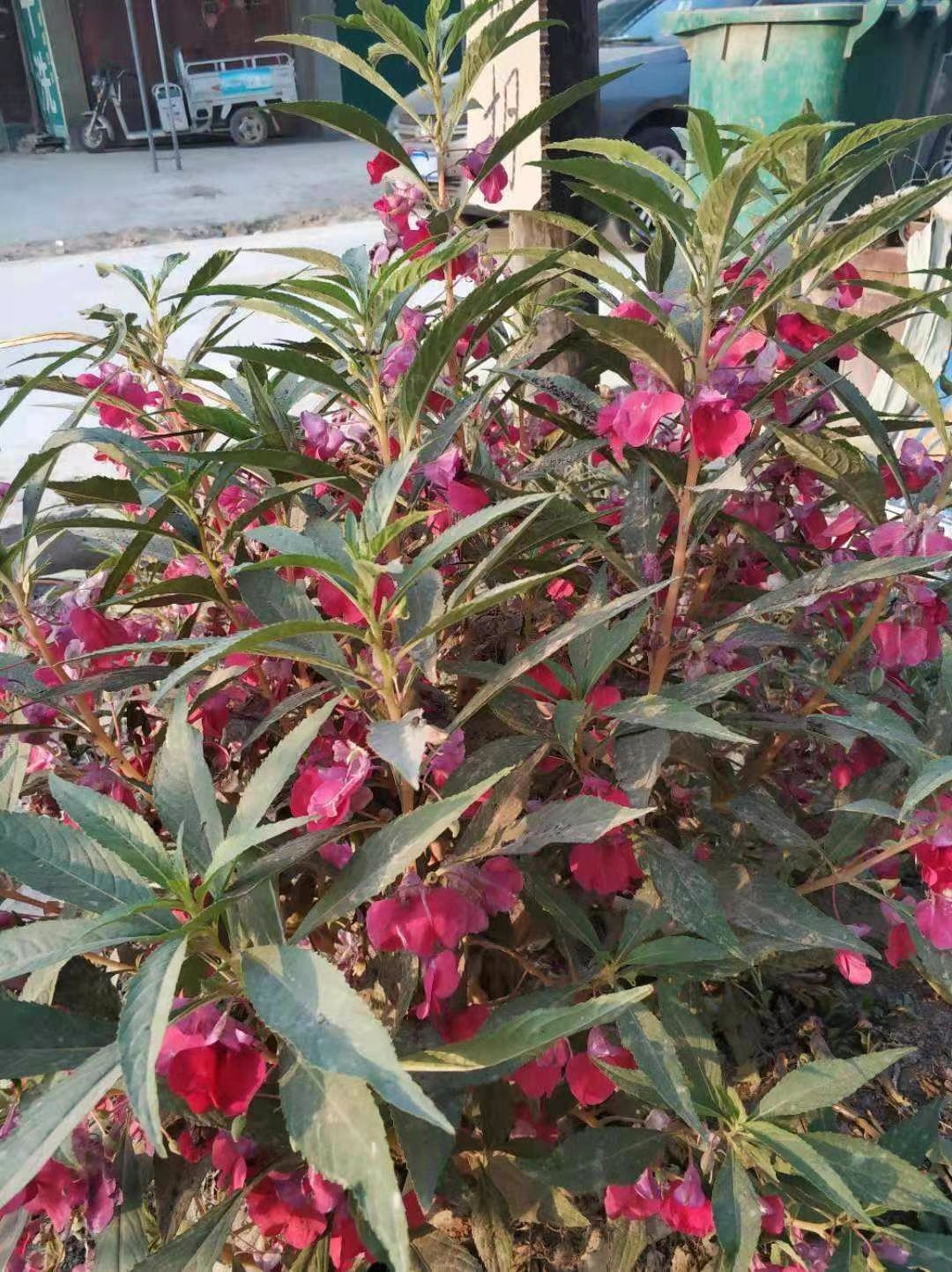 凤仙草种子