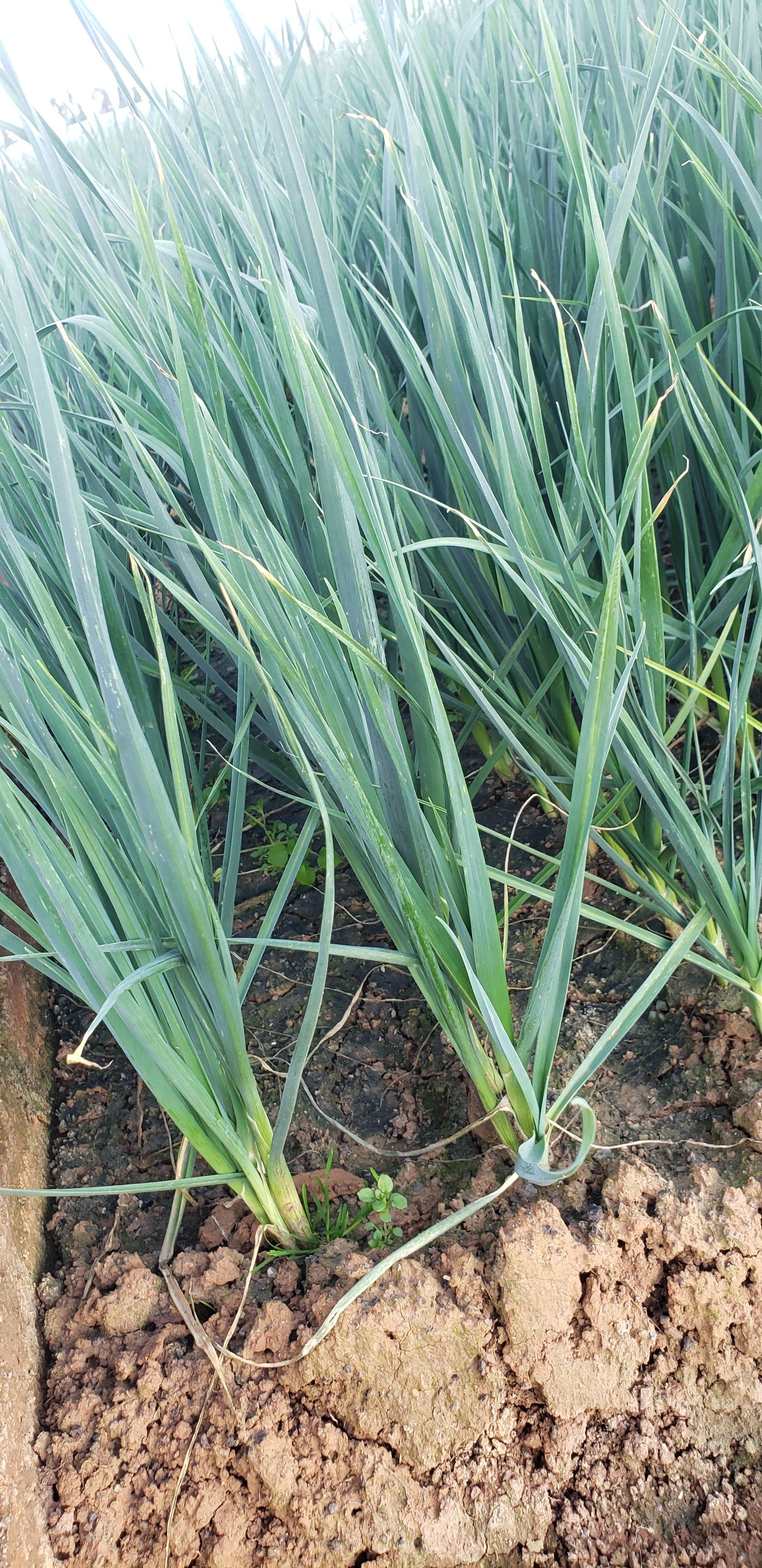 白蒜苗  硬叶蒜苗，白蒜苗种子种苗