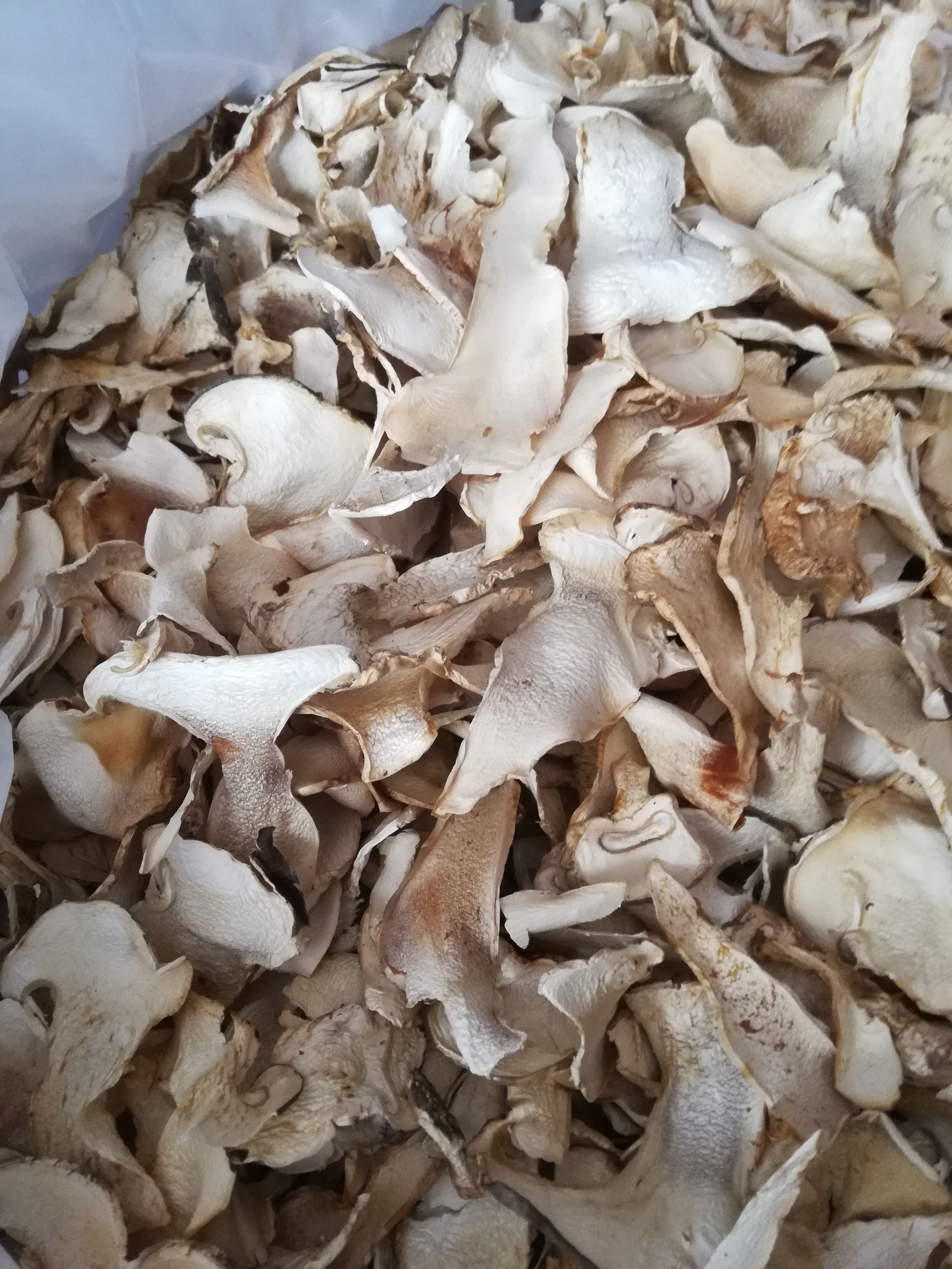  精品老人头菌