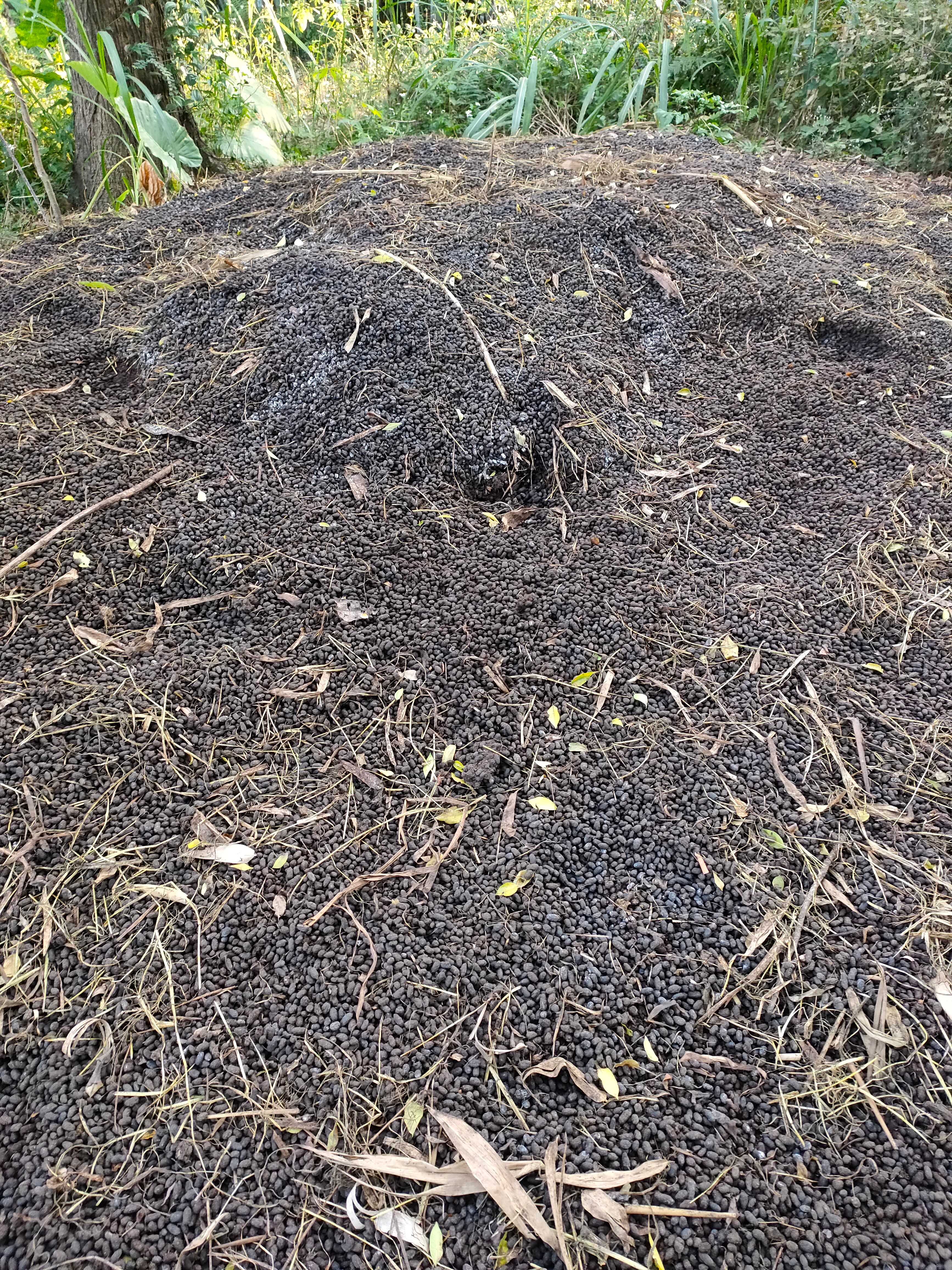  有需要羊粪的老板，大量有货联系