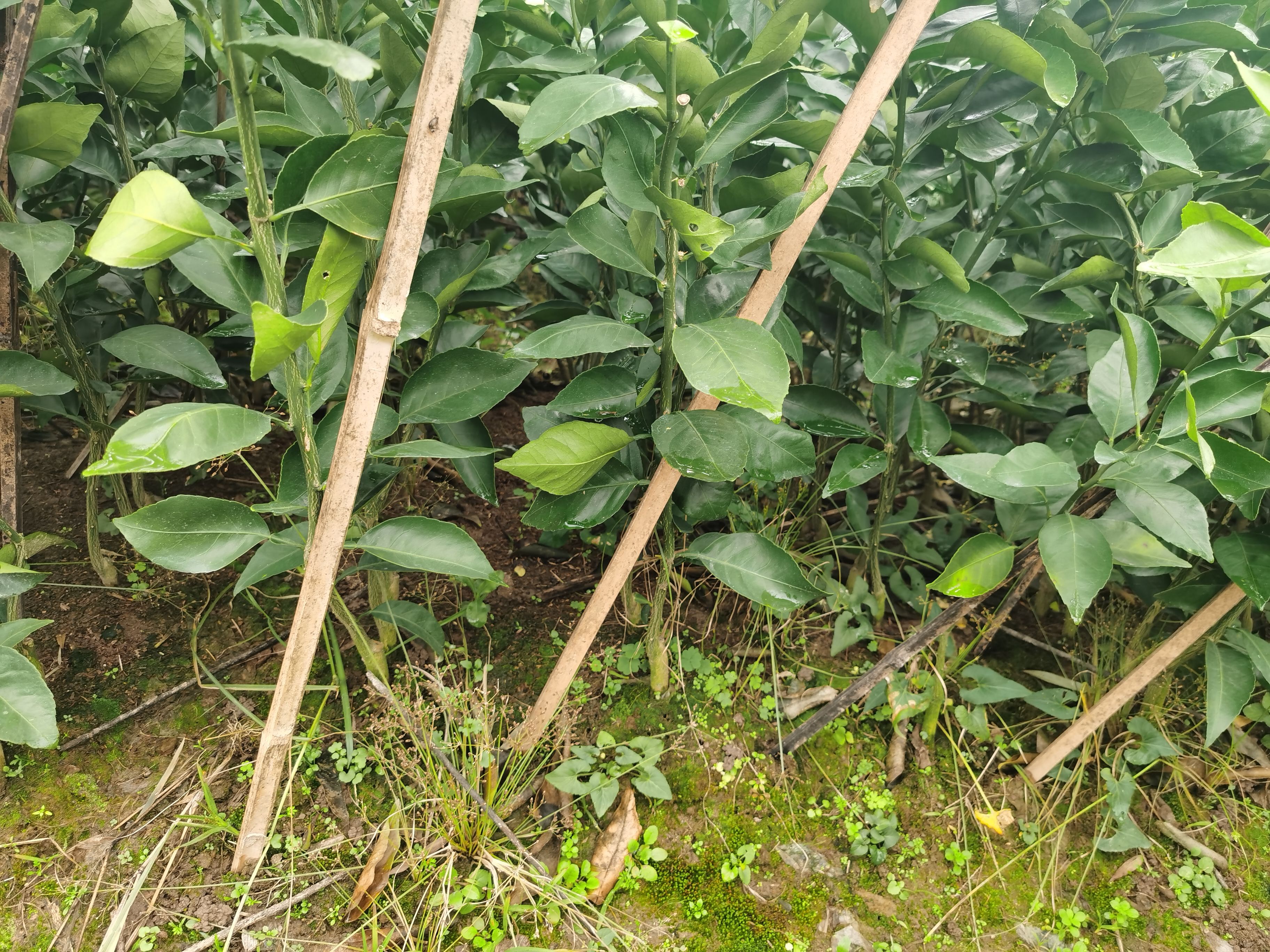 红美人柑桔苗  象山红美人柑橘苗，根系发达，苗木粗壮，成活率高，品种纯正。