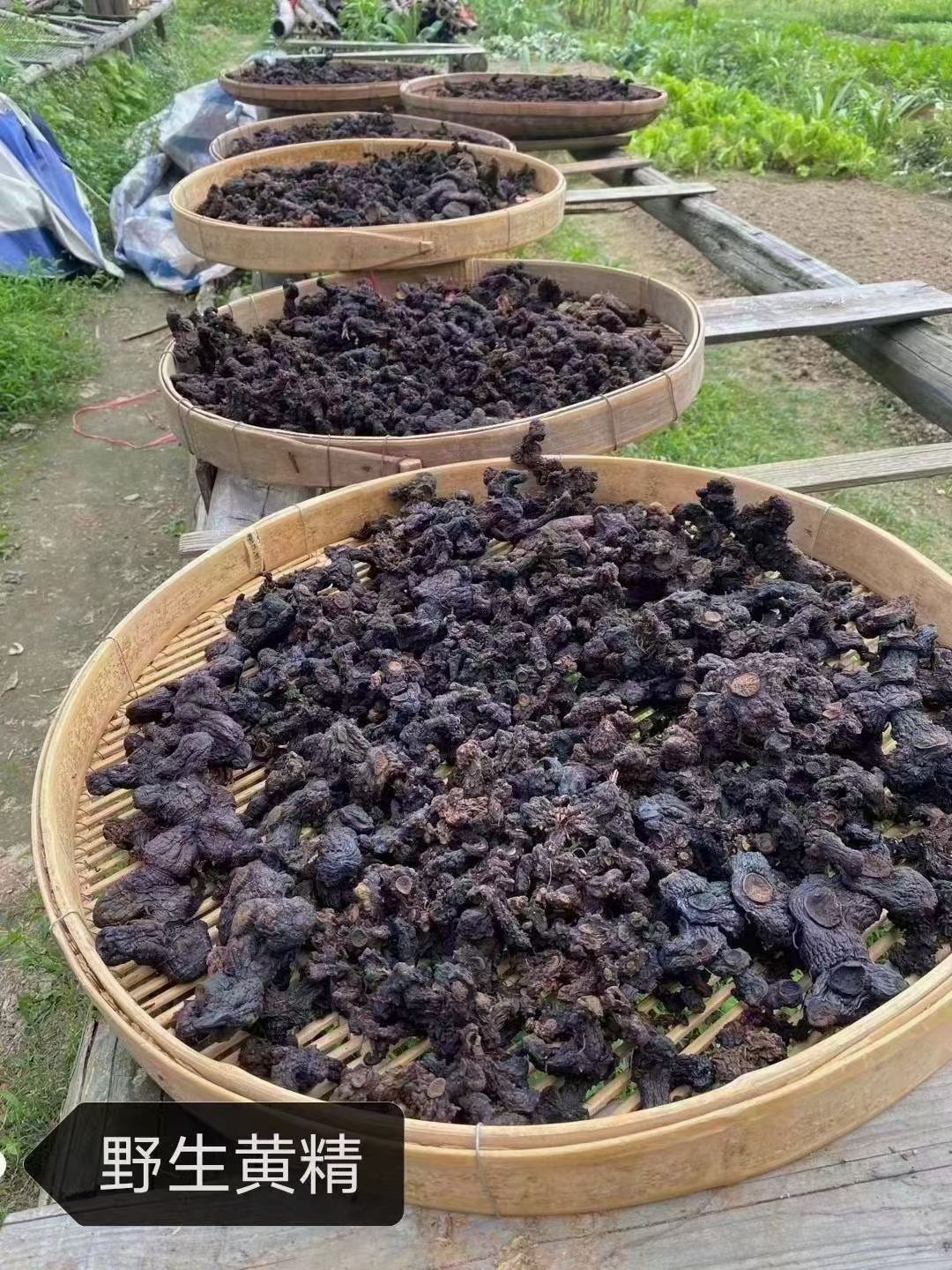 滇黄精  黄精  九制黄精批发质量保证