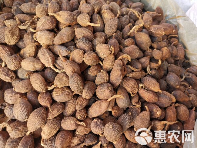 草果 精选大颗粒草果 无硫净货可供批发零售各类香料规格齐全