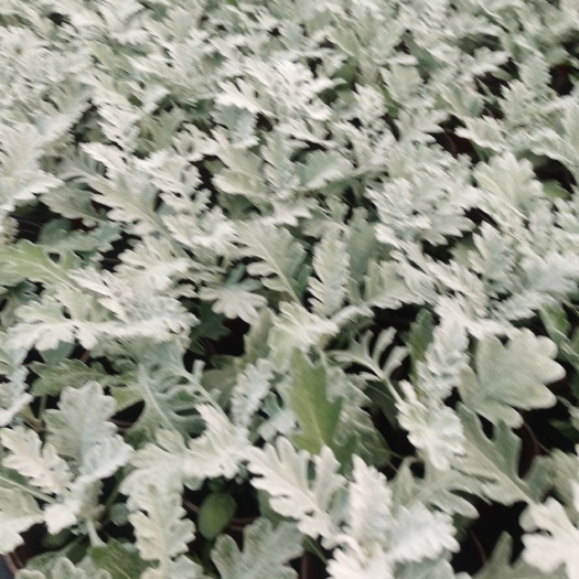 嘉善县 银叶菊